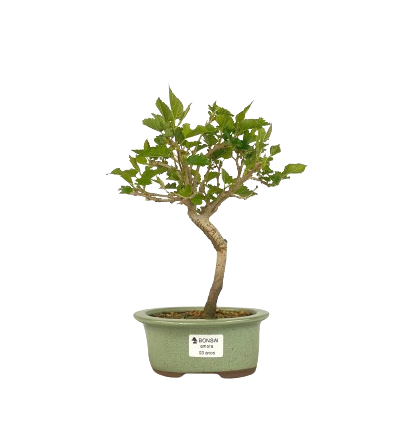 Bonsai (muda) de Amoreira 3 anos (36 cm) Frutificando