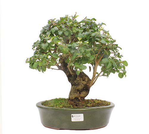 Bonsai de Ligustrinho 15 anos (35 cm)