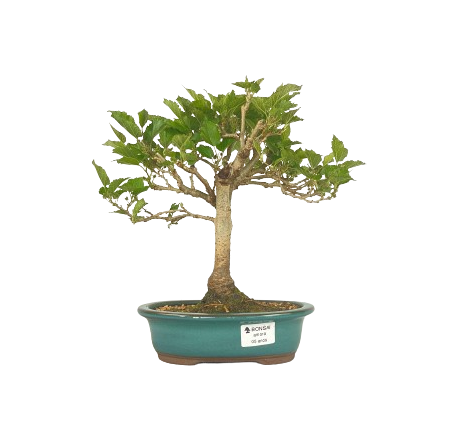 Bonsai (muda) de Amoreira 5 anos (40 cm) Frutificando