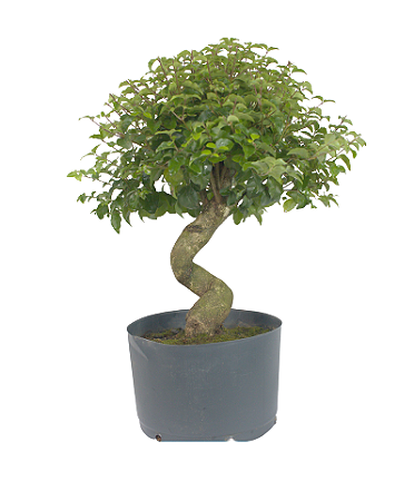 Pré Bonsai de Ligustrinho 7 anos ( 48 cm)