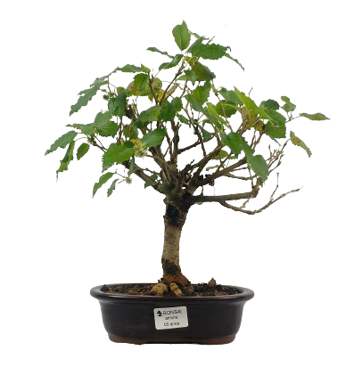 Bonsai de Amoreira 5 anos (35 cm) Frutificando