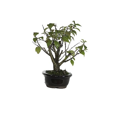 Bonsai de Sakura Anã 5 anos (26 cm) Florescendo