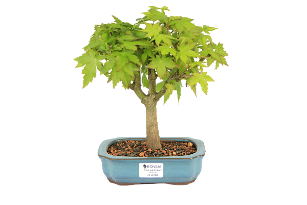 Bonsai de Acer Palmatum 4 Anos ( 26 cm)