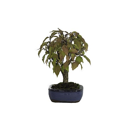 Bonsai de Sakura Anã 4 anos (23 cm) Florescendo