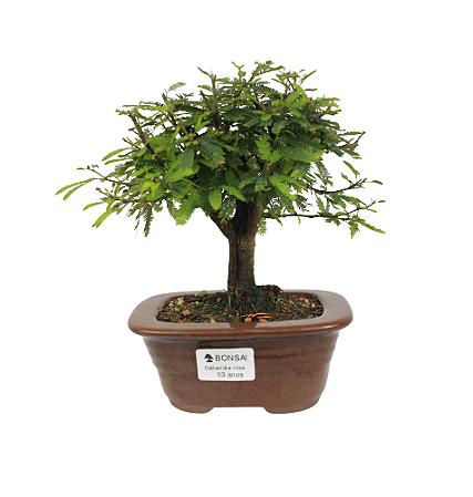 Bonsai de Calliandra Branca 3 Anos ( 22 cm )