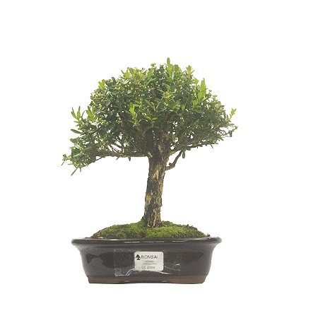 Bonsai de Buxus Harlandi - 5 anos (26 cm)