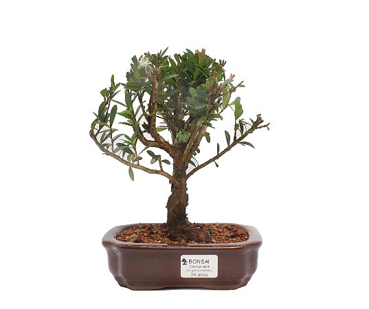 Bonsai de Cereja Anã (silvestre) 4 anos (23 cm )