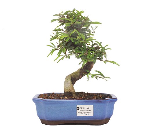 Bonsai de Calliandra Rosa 6 Anos ( 24 cm )