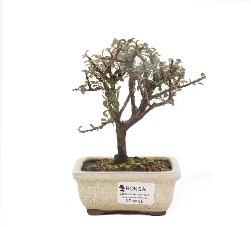 Bonsai de Cotoneaster Apiculata - 2 anos ( 18 cm )