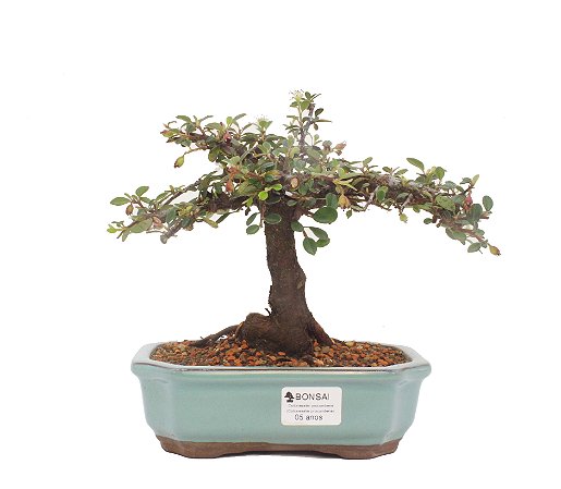 Bonsai de Cotoneaster Apiculata - 5 anos ( 18 cm )