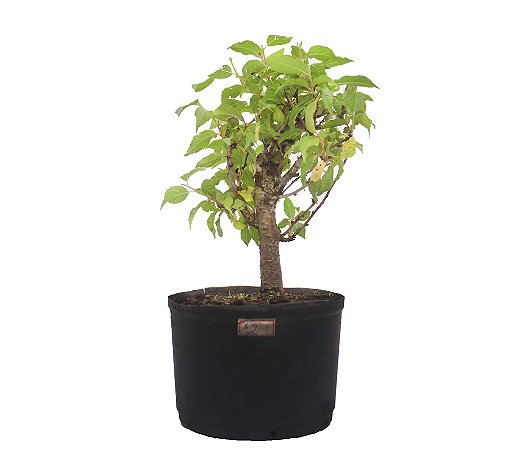 Pré Bonsai de  Sakura  2 anos (26 cm) Florescendo