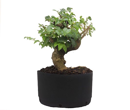 Pré Bonsai de Ligustrinho 7 anos ( 33cm)