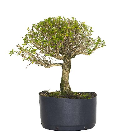 Pré Bonsai de Serissa (Phoetida) 4 anos (32 cm) com movimento