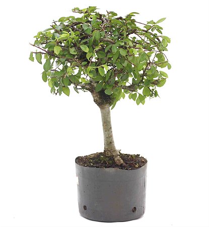 Pré Bonsai de Ulmus Parvifolia Com Movimento 2 anos (30 cm)