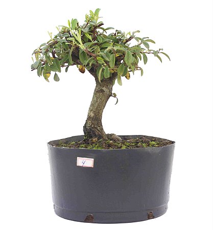 Pré Bonsai de Cotoneaster Apiculata 4 anos ( 30 cm )