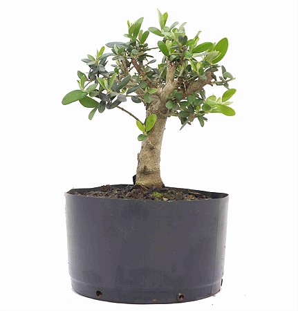 Pré Bonsai de Oliveira 4 anos (30 cm)