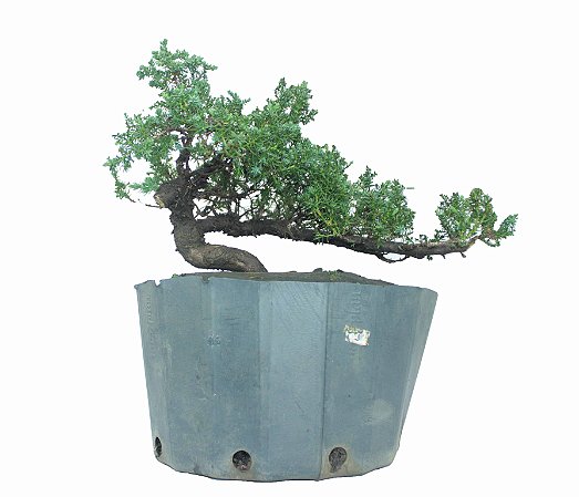 Pré Bonsai de Junípero Procumbens (muda) 7 anos (37 cm)