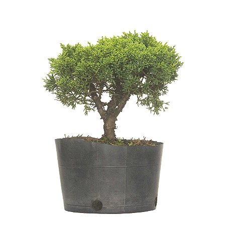 Pré Bonsai de Junípero Shimpaku 3 Anos (27 cm)