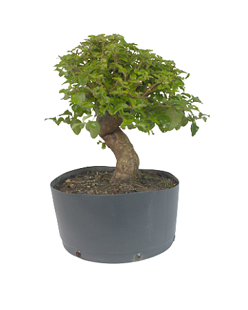 Pré Bonsai de Ligustrinho 5 anos ( 31 cm)