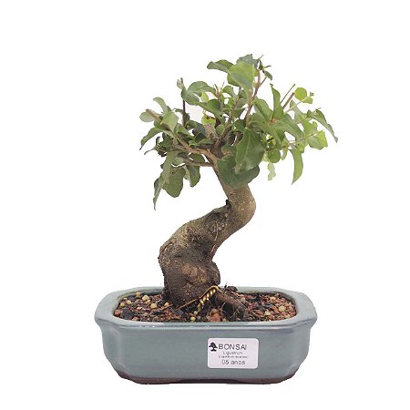 Bonsai de Ligustrinho 5 anos (22 cm)