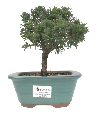 Bonsai de Junípero Shimpaku 3 anos (18,5 cm)