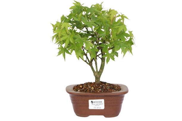 Bonsai de Acer Palmatum 3 Anos ( 25 cm)