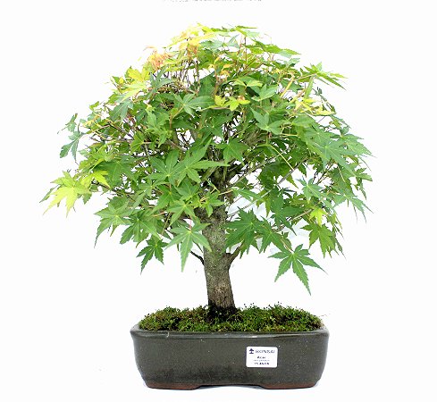 Bonsai de Acer Palmatum 15 Anos ( 45 cm)