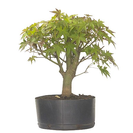 Pré Bonsai de Acer Palmatum ( Momiji ) 5 anos (37 cm)