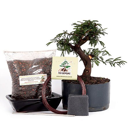 Kit Completo de Bonsai para Iniciantes - Meu Primeiro Bonsai - Calliandra