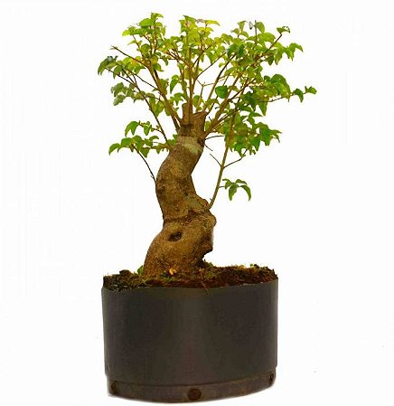 Pré Bonsai de Ligustrinho 9 anos (48CM)