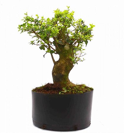 Pré Bonsai de Ligustrinho 9 anos (40 CM)