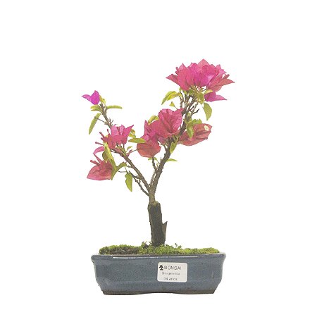 Bonsai de Primavera Boungavillea 4 anos (27 cm)