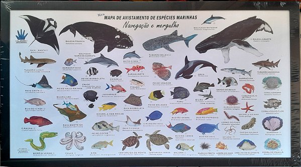 Quadro de Avistagens e Mergulho de espécies da Vida Marinha