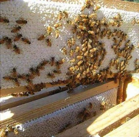 Favo In Natura 600 a 900g