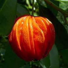 Araça Mulato  Eugenia multicostata D.Legrand