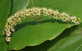 Amendoeira da praia – Terminalia catappa, - SOMBREIRO