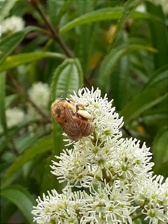 Pixirica - Miconia sellowiana Naudin