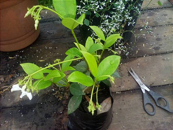 Trepadeira Madressilva - Lonicera japônica - Perfume doce e Intenso