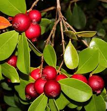 Araçá Vermelho - Psidium cattleyanum - Muito visitada pelas ASFs