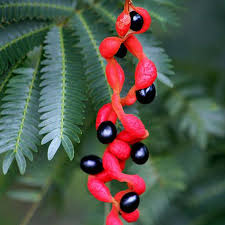 Brinco de Índio - Cojoba arborea