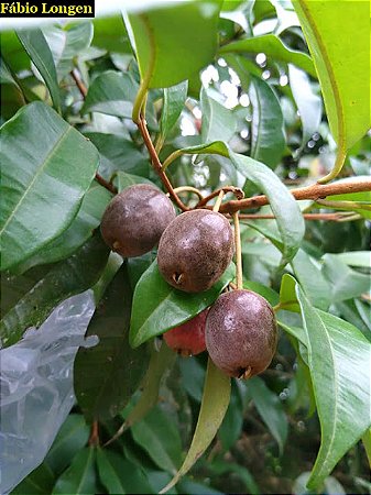 Cereja de Santa Catarina - Eugenia Cereja