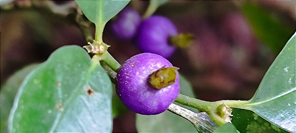 Araçá-de-macaco - Araçá Azul - (Psychotria suterella)