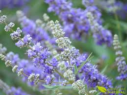 Vitex Agnus Castus - Arvore da Castidade -  fornece Pólen e Néctar  para  Abelhas