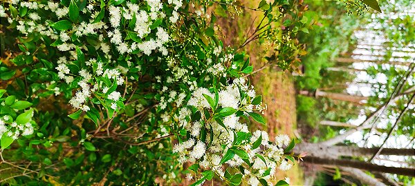 Camboim Folha Verde - Myrcia Selloi