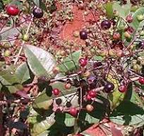 Guamirim Ornado - Myrcia Glomerata