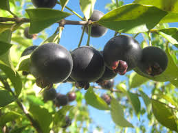 Guabiju -Myrcianthes pungens -Mirtilo Brasileiro