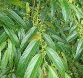 Grandíúva - Pau Pólvora - Trema micrantha contem  canabidiol (CBD) em suas Estruturas