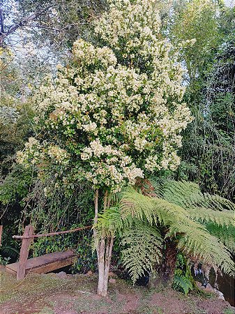 Grumixama Mirim - EUGENIA BLASTANTHA