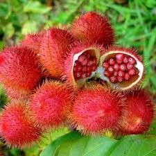 Urucum - Bixa orellana