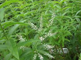 Limonete - Aloysia citrodora